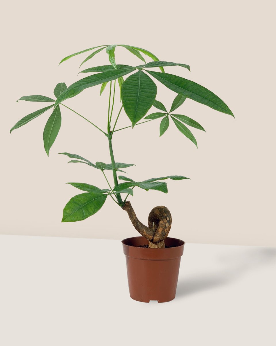 Bonsai Money Tree - grow pot - Gifting plant - Tumbleweed Plants - Online Plant Delivery Singapore