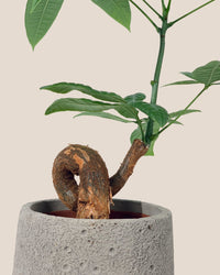 Bonsai Money Tree - grow pot - Gifting plant - Tumbleweed Plants - Online Plant Delivery Singapore
