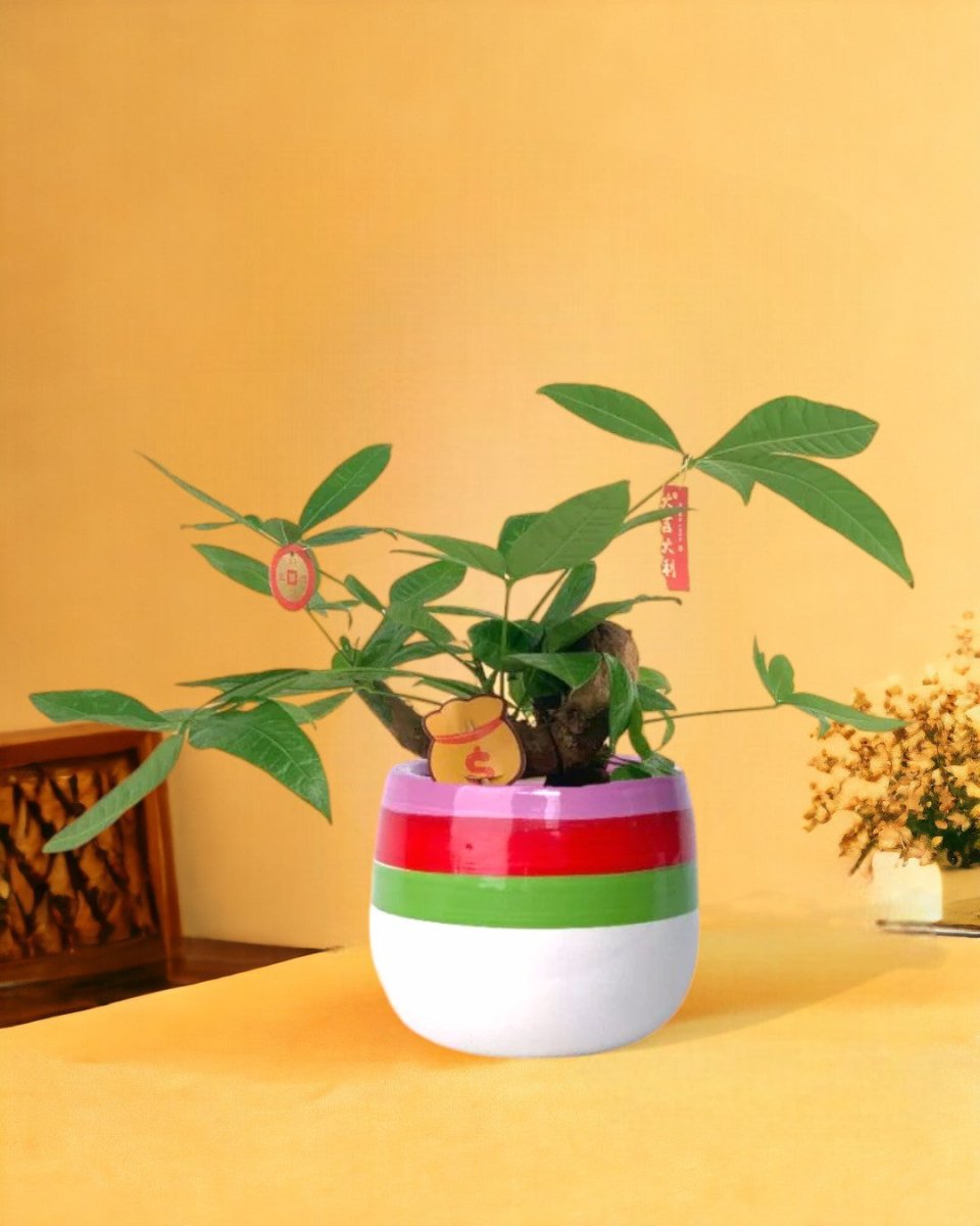 Bonsai Money Tree - cement planter - trapezoid - Gifting plant - Tumbleweed Plants - Online Plant Delivery Singapore