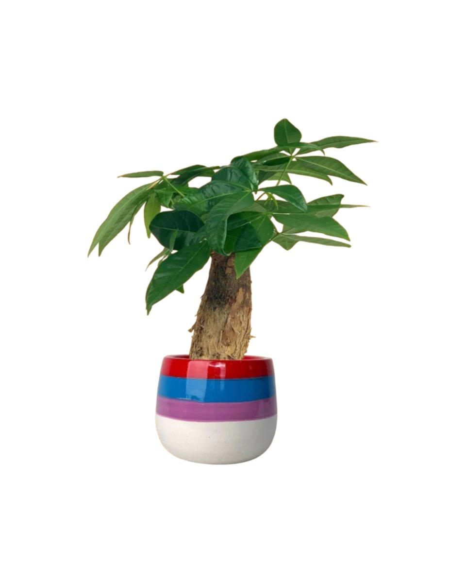 Fat Baby Money Tree - poppy color planter - rapunzel - Gifting plant - Tumbleweed Plants - Online Plant Delivery Singapore