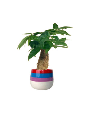 Tumbleweed Plants