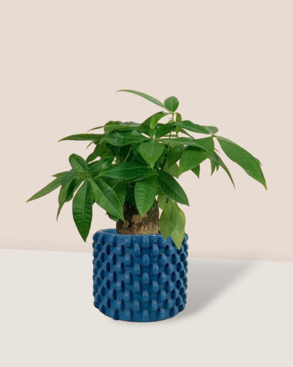 Fat Boy Money Tree - carter planters - small - Gifting plant - Tumbleweed Plants - Online Plant Delivery Singapore
