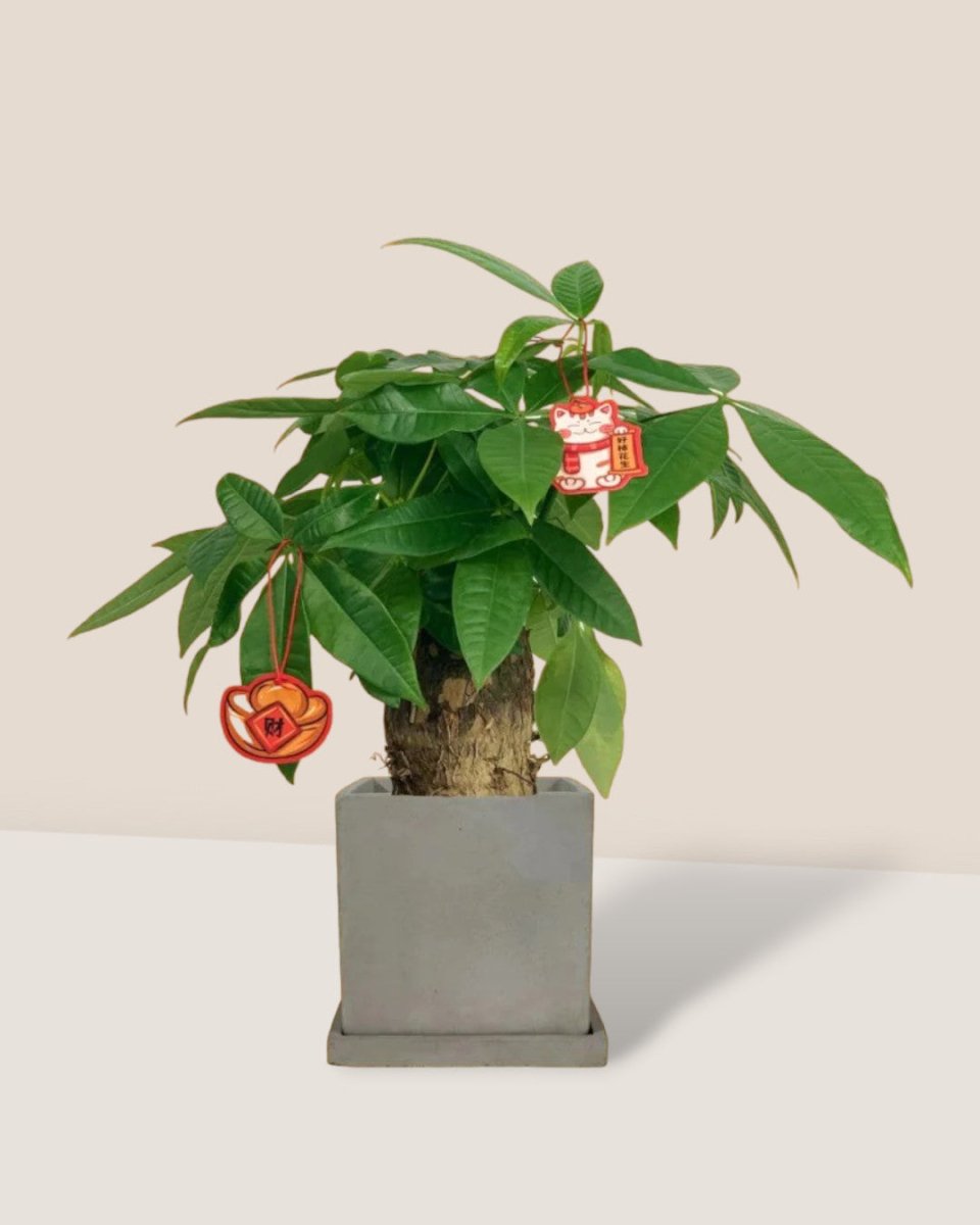 Fat Boy Money Tree - smoffy cement planter - square - Gifting plant - Tumbleweed Plants - Online Plant Delivery Singapore