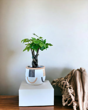 Fat Luck Money Tree - large alive planter (white) - Gifting plant - Tumbleweed Plants - Online Plant Delivery Singapore