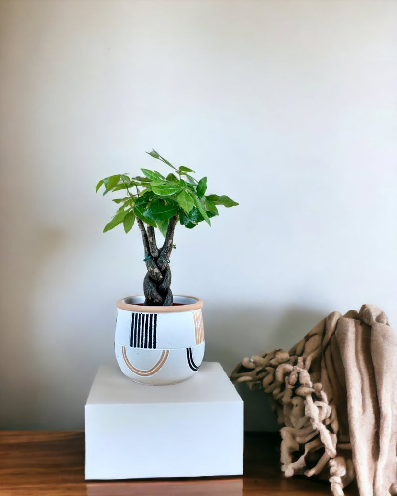 Fat Luck Money Tree - large alive planter (white) - Gifting plant - Tumbleweed Plants - Online Plant Delivery Singapore