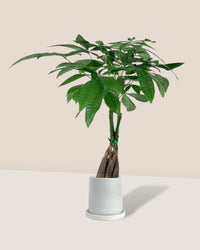 Long Braided Money Tree - brindle pot - standard/large - Potted plant - Tumbleweed Plants - Online Plant Delivery Singapore
