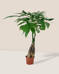 Long Braided Money Tree - grow pot - Potted plant - Tumbleweed Plants - Online Plant Delivery Singapore