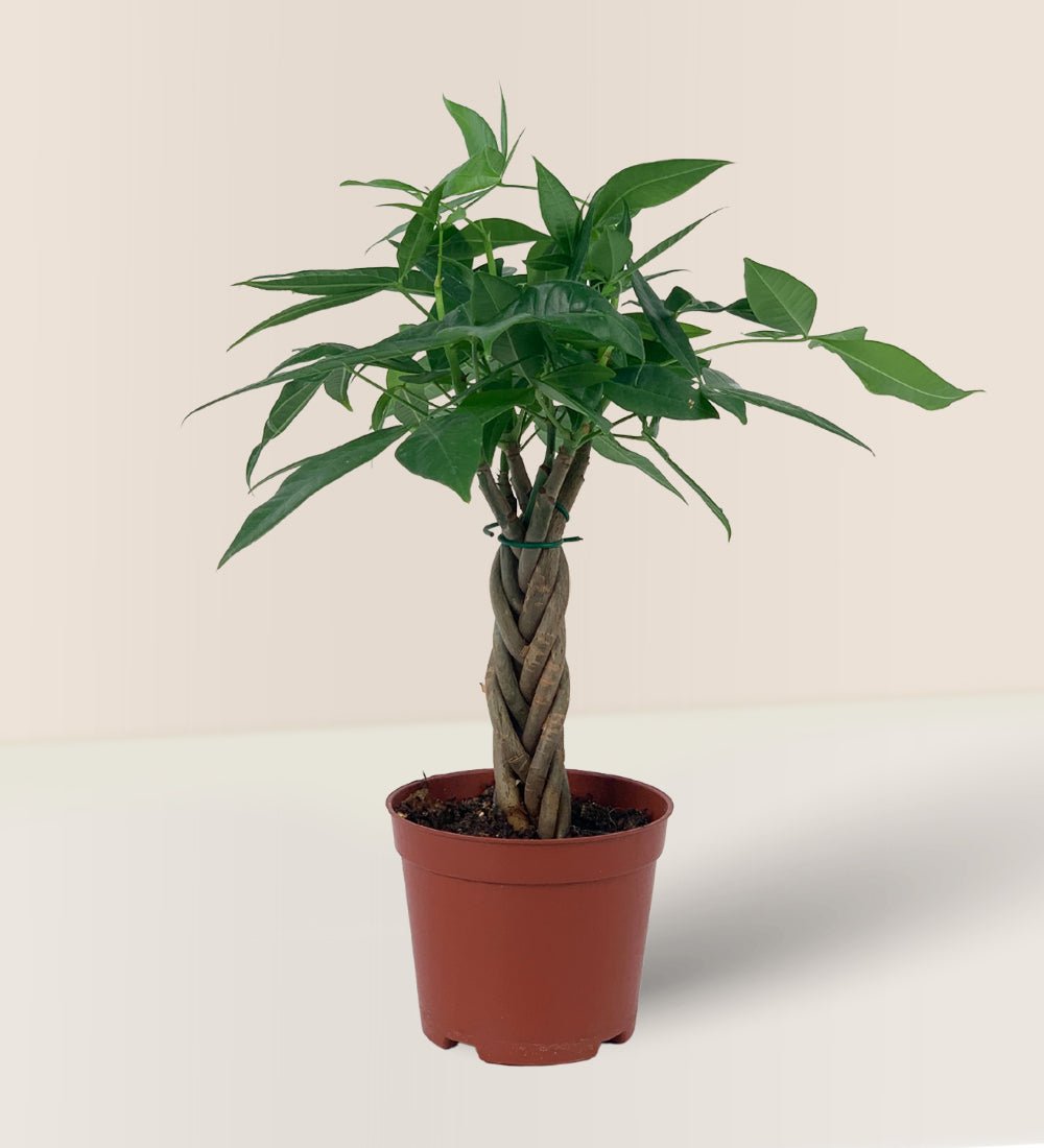 Mini Money Tree in a grow pot