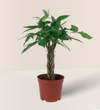 Mini Money Tree in a grow pot