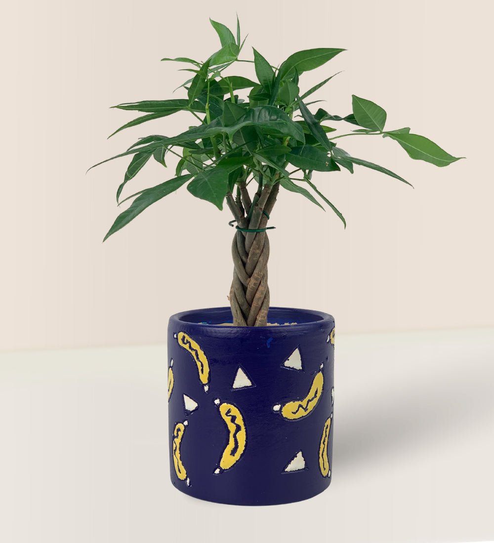 Mini Money Tree paired with banana pot - blue