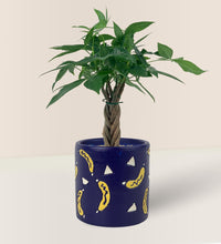 Mini Money Tree paired with banana pot - blue