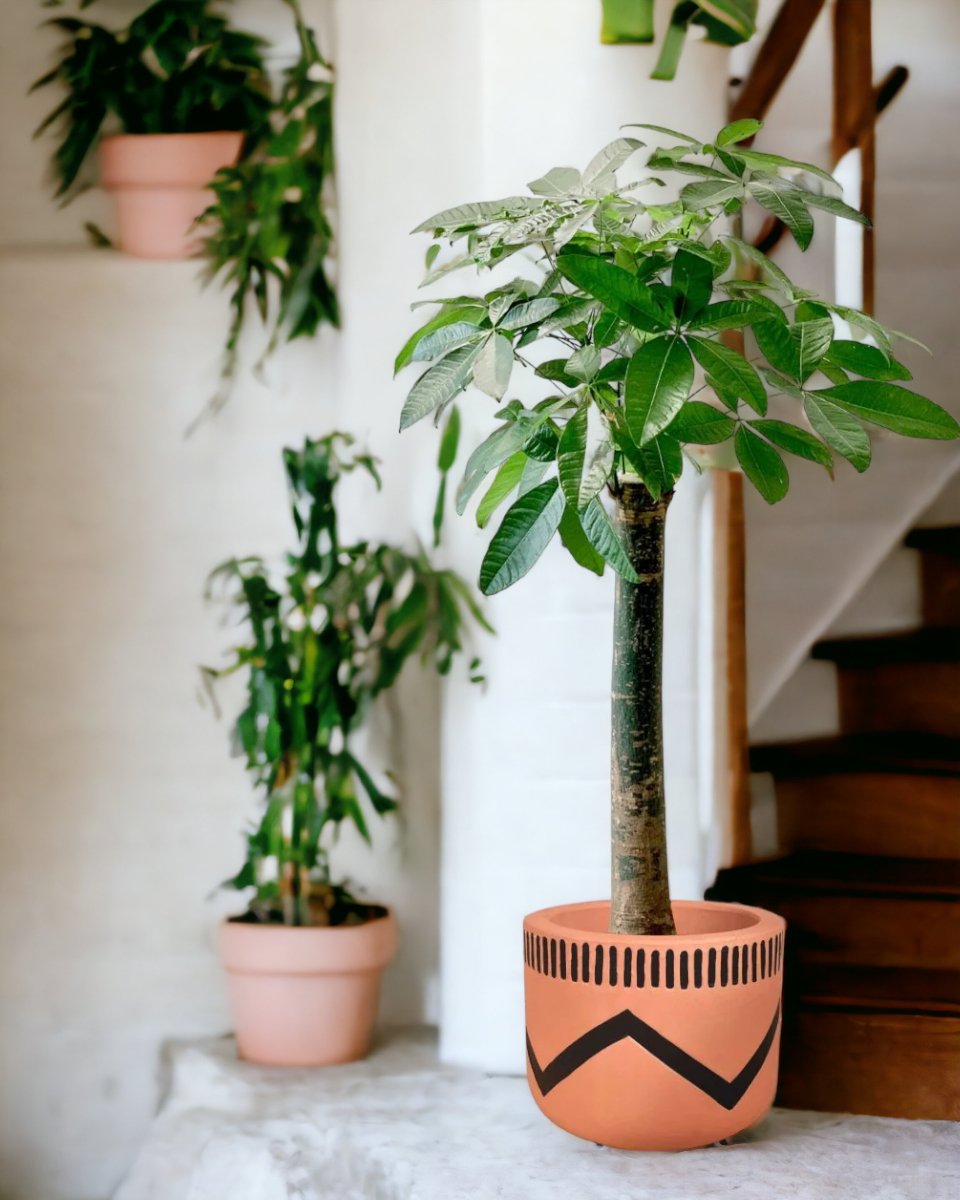 Money Tree - Single Trunk  paired with charlie pot