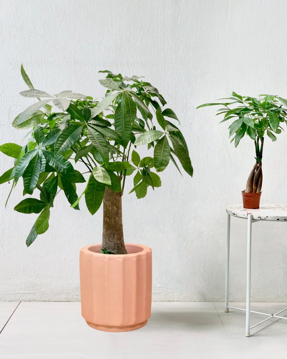 Money Tree - Single Trunk - roman planter - almond - Potted plant - Tumbleweed Plants - Online Plant Delivery Singapore
