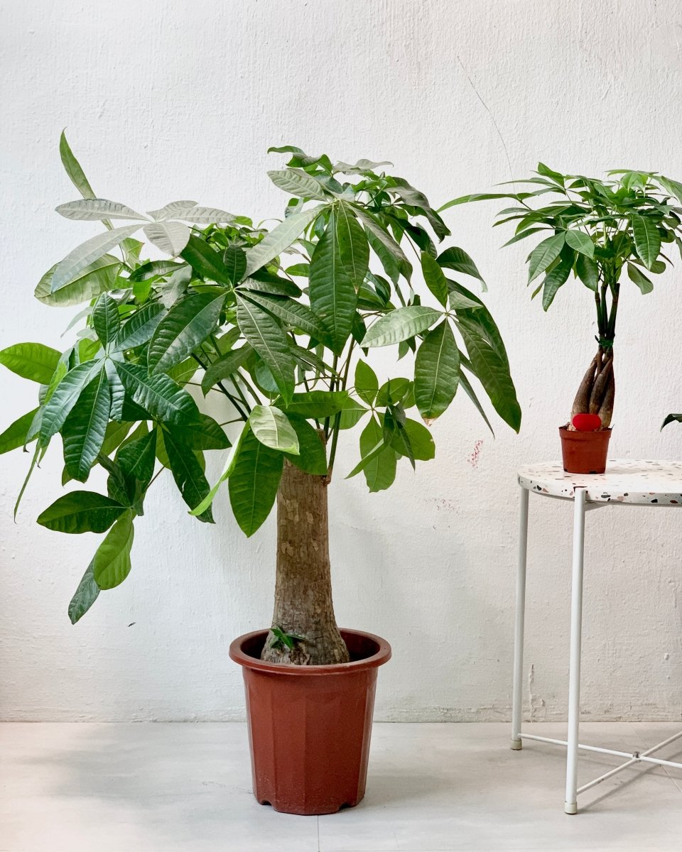 Money Tree - Single Trunk - grow pot - Potted plant - Tumbleweed Plants - Online Plant Delivery Singapore