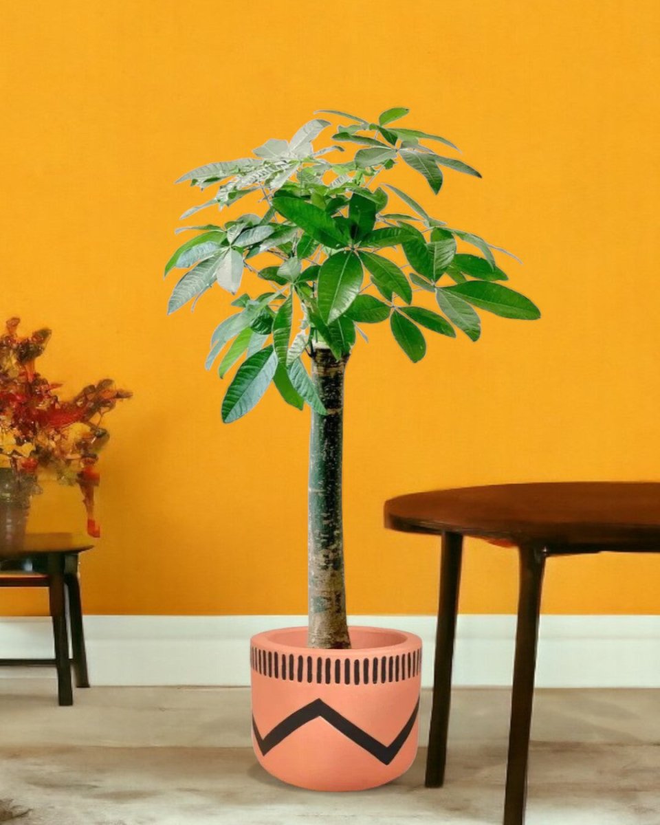Money Tree - Single Trunk - charlie pot - Potted plant - Tumbleweed Plants - Online Plant Delivery Singapore