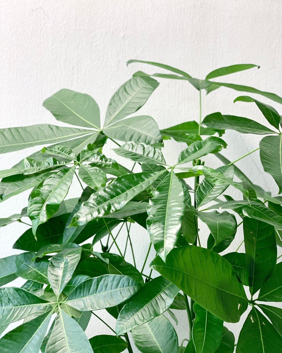 single leaf pot plant Buy Best Single Trunk Money Tree