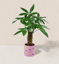 Money Tree paired with banana pot - pink