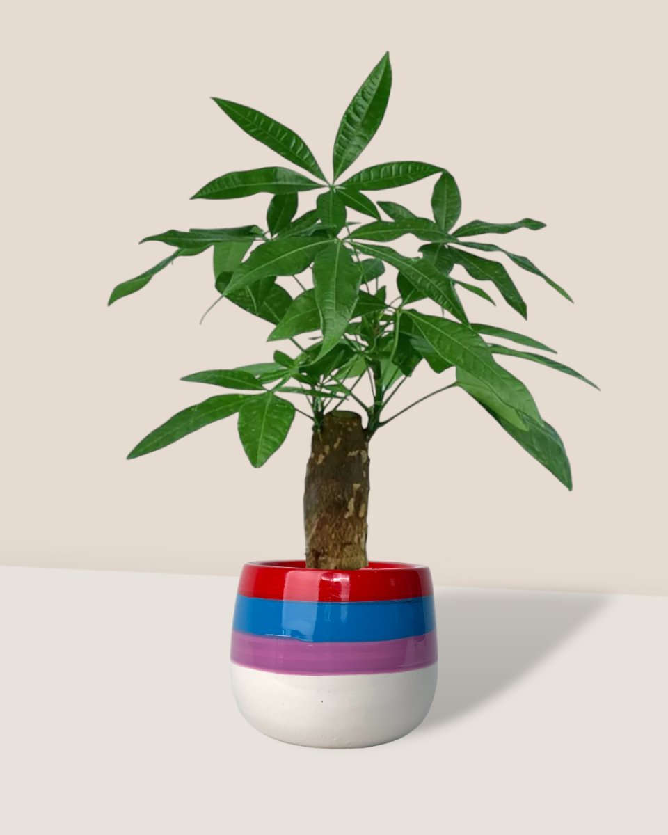 Money Tree paired with poppy planter - rapunzel
