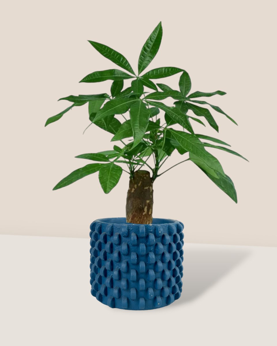 Money Tree paired with carter planters - small