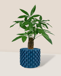 Money Tree paired with carter planters - small