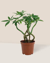 Wavy Money Tree - grow pot - Gifting plant - Tumbleweed Plants - Online Plant Delivery Singapore