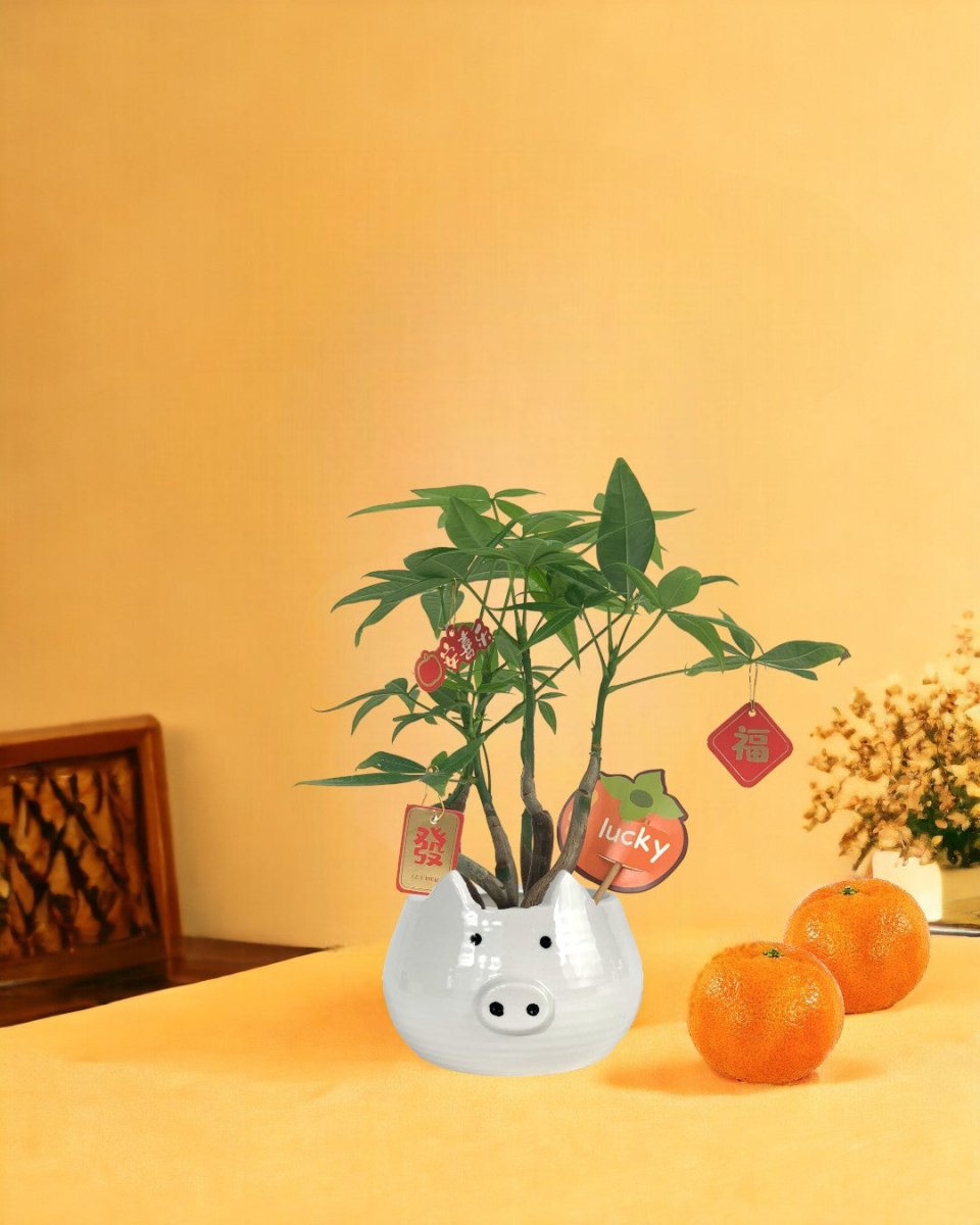 Wavy Money Tree - tassel pot - blue - Gifting plant - Tumbleweed Plants - Online Plant Delivery Singapore