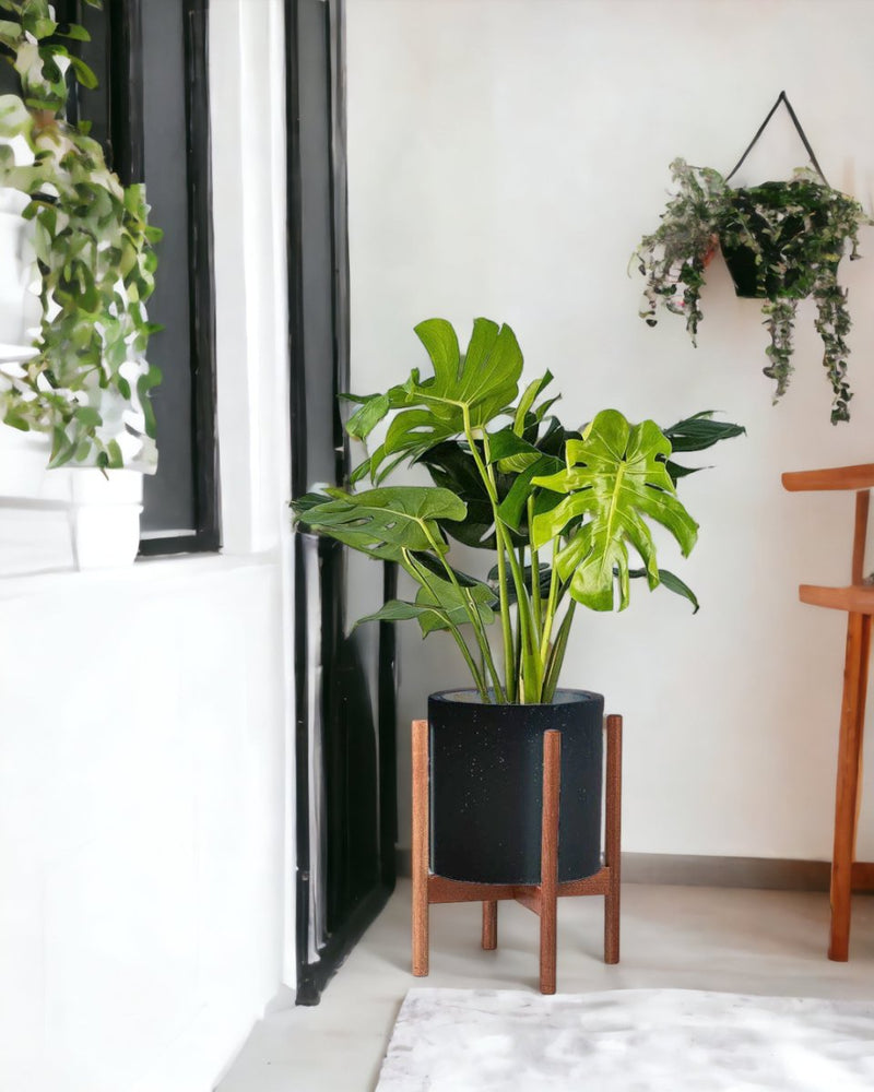 Monstera Deliciosa paired with mid century stand large black