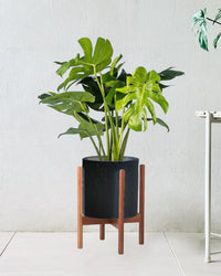 Monstera Deliciosa paired with mid century stand large black