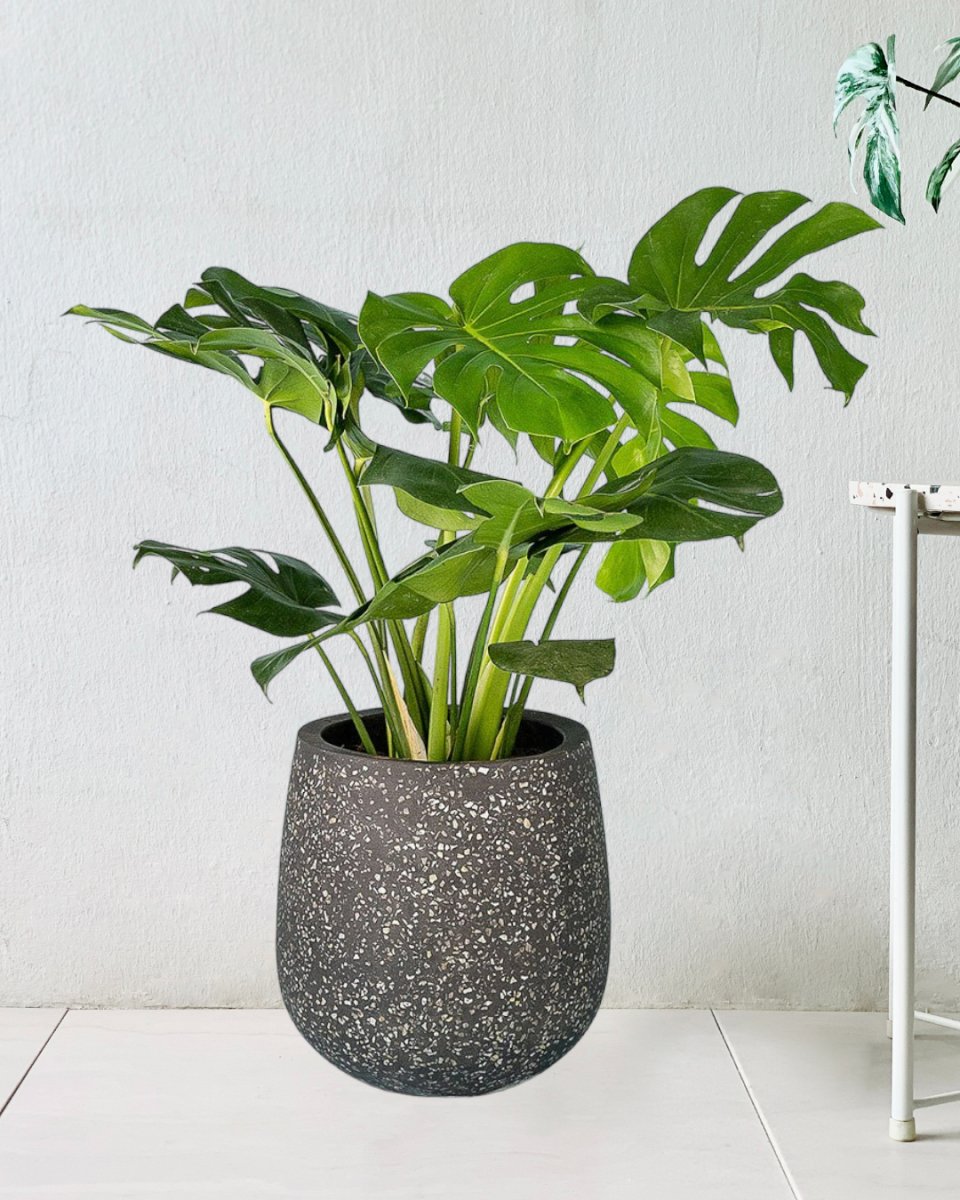Monstera Deliciosa paired with tulip pot