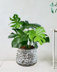 Monstera Deliciosa paired with brown moon pot - large