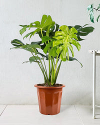Monstera Deliciosa in a grow pot