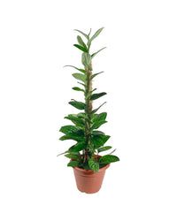 Monstera Peru (1.0m) - grow pot - Potted plant - Tumbleweed Plants - Online Plant Delivery Singapore