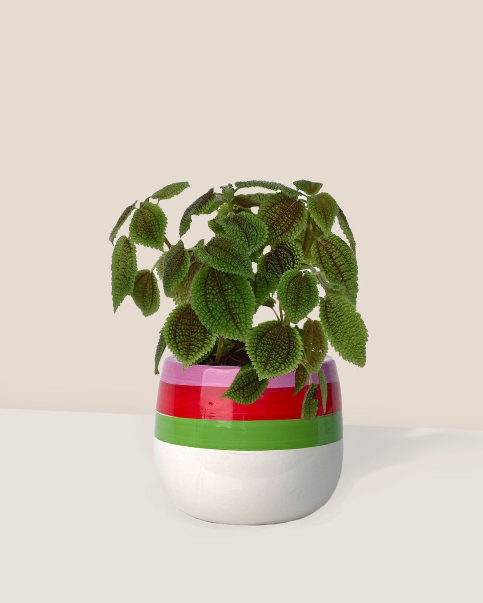 Moon Valley Pilea paired with poppy planter - ariel