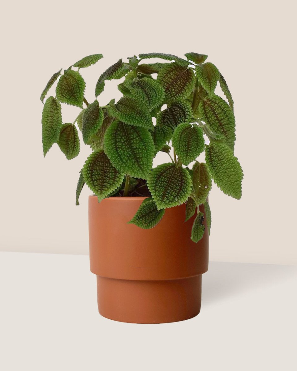 Moon Valley Pilea paired with plinth pot - chestnut/small