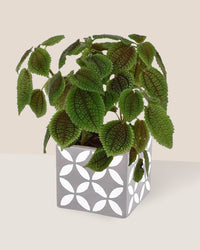 Moon Valley Pilea paired with cement cube
