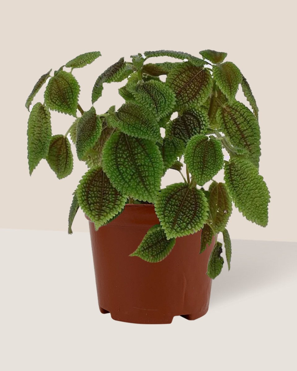 Moon Valley Pilea in a grow pot