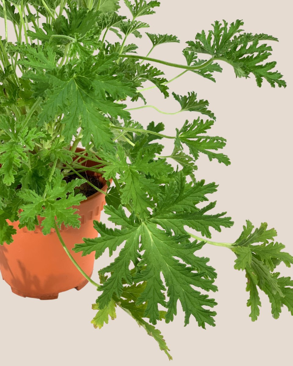 Mosquito Plant - Pelargonium Citrosum - grow pot - Potted plant - Tumbleweed Plants - Online Plant Delivery Singapore