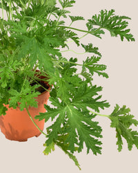 Mosquito Plant - Pelargonium Citrosum - grow pot - Potted plant - Tumbleweed Plants - Online Plant Delivery Singapore