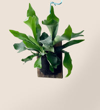 Mounted Staghorn Fern - Gifting plant - Tumbleweed Plants - Online Plant Delivery Singapore