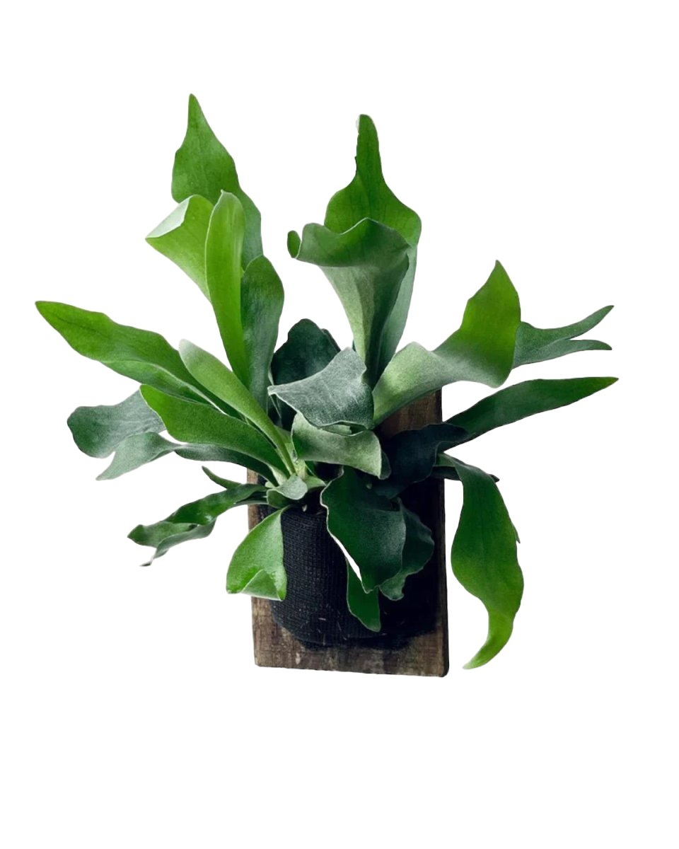 Mounted Staghorn Fern - Gifting plant - Tumbleweed Plants - Online Plant Delivery Singapore