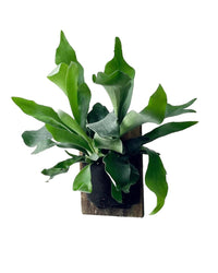 Mounted Staghorn Fern - Gifting plant - Tumbleweed Plants - Online Plant Delivery Singapore