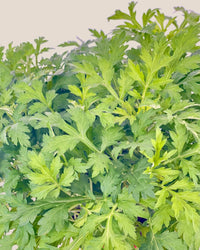Mugwort - grow pot - Potted plant - Tumbleweed Plants - Online Plant Delivery Singapore