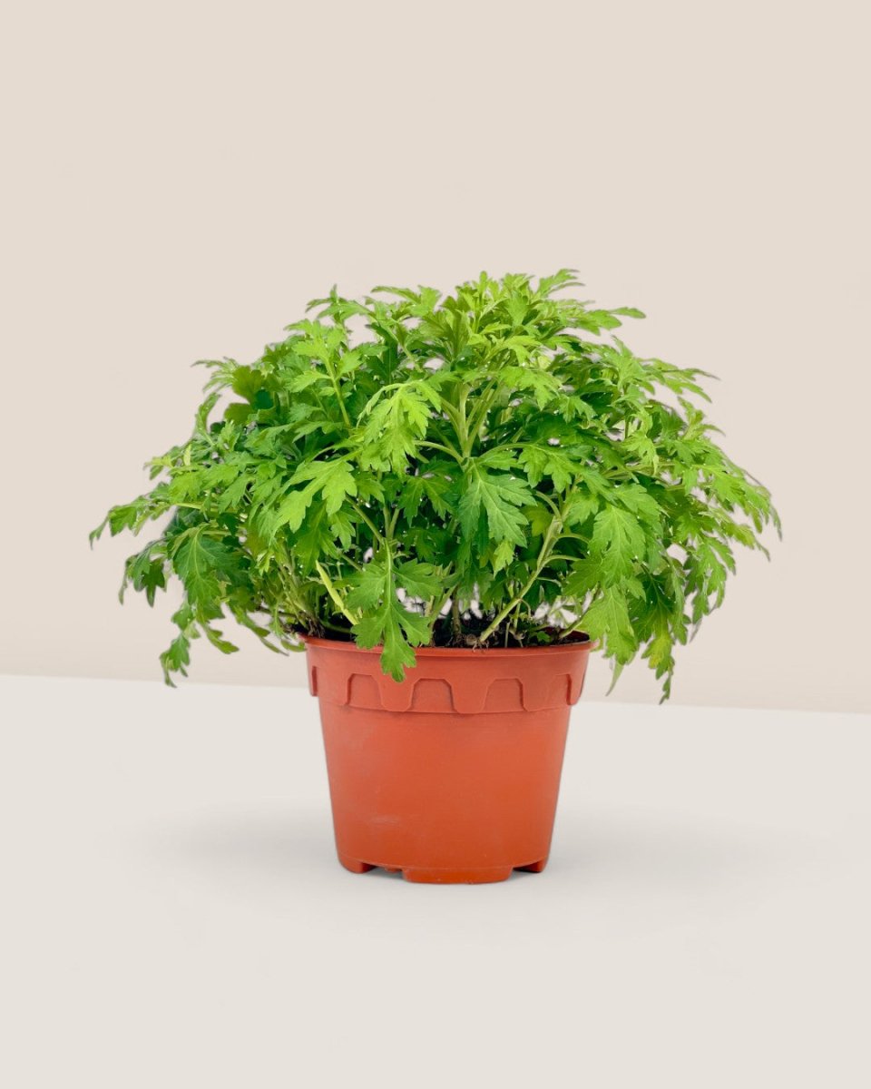 Mugwort - grow pot - Potted plant - Tumbleweed Plants - Online Plant Delivery Singapore