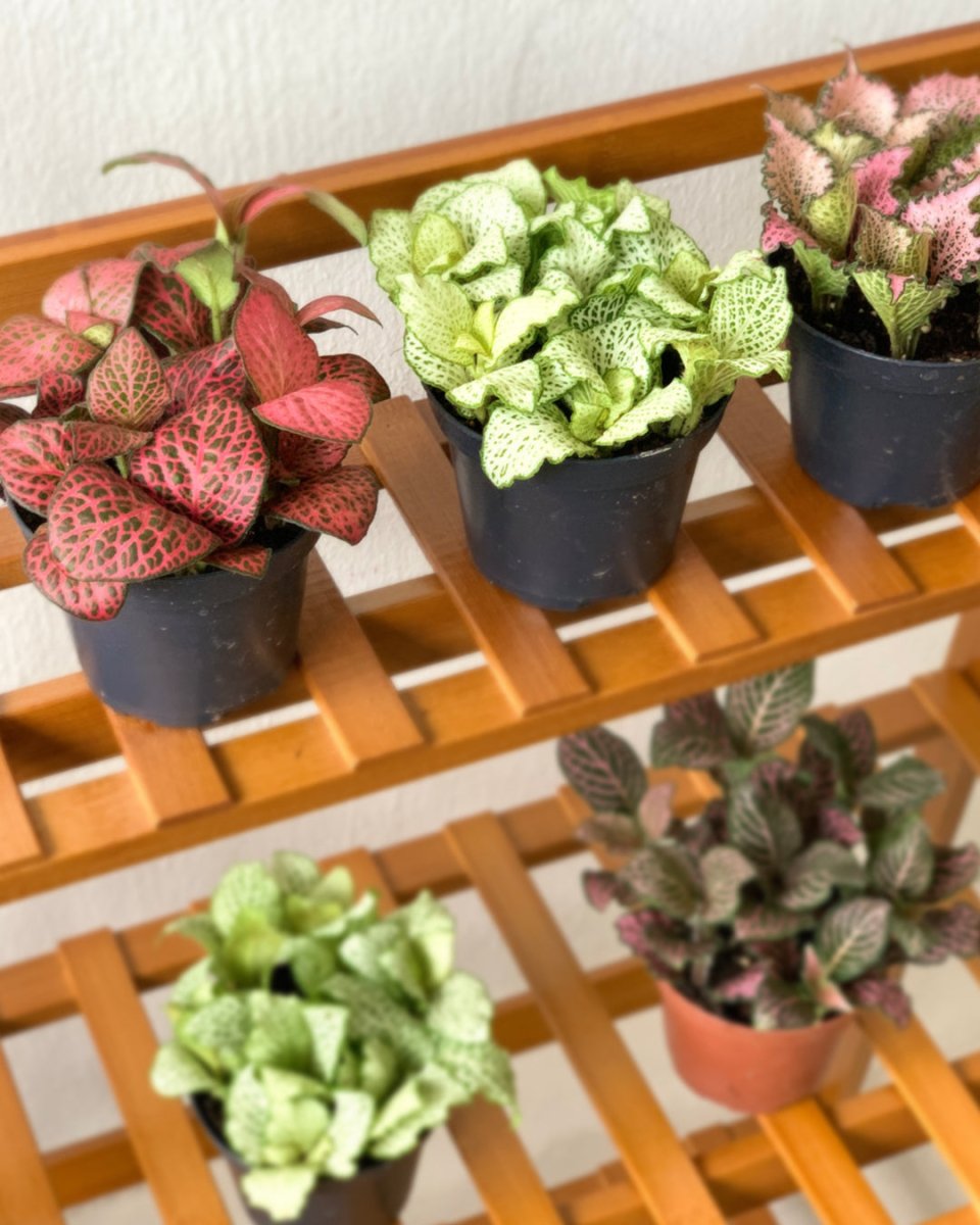 ORDER A GARDEN (Fittonia) - grow pot - Just plant - Tumbleweed Plants - Online Plant Delivery Singapore