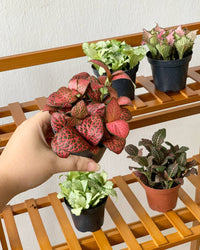 ORDER A GARDEN (Fittonia) - grow pot - Just plant - Tumbleweed Plants - Online Plant Delivery Singapore