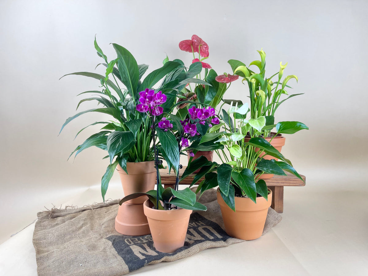 ORDER A GARDEN (Flowering) - grow pot - Just plant - Tumbleweed Plants - Online Plant Delivery Singapore