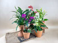 ORDER A GARDEN (Flowering) - grow pot - Just plant - Tumbleweed Plants - Online Plant Delivery Singapore