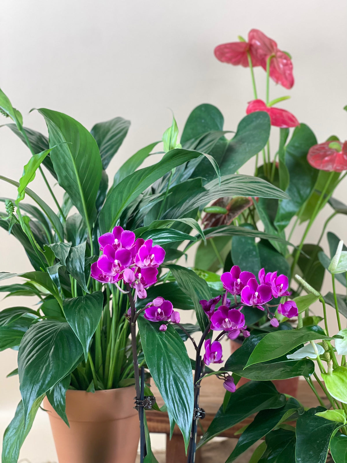 ORDER A GARDEN (Flowering) - grow pot - Just plant - Tumbleweed Plants - Online Plant Delivery Singapore