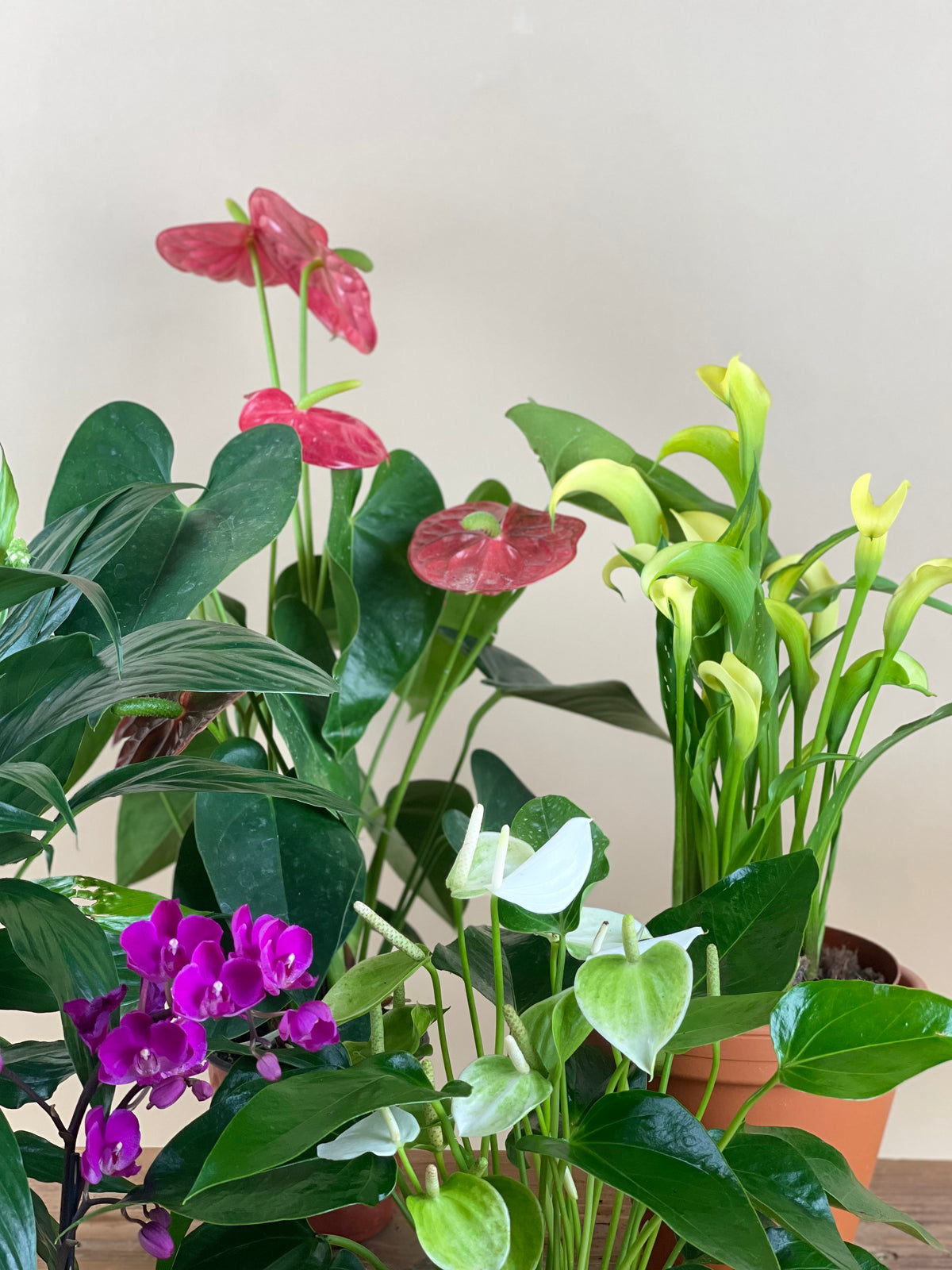 ORDER A GARDEN (Flowering) - grow pot - Just plant - Tumbleweed Plants - Online Plant Delivery Singapore