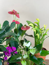ORDER A GARDEN (Flowering) - grow pot - Just plant - Tumbleweed Plants - Online Plant Delivery Singapore